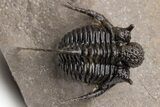 Bumpy Cyphaspis Trilobite - Free-Standing Spines #223718-2